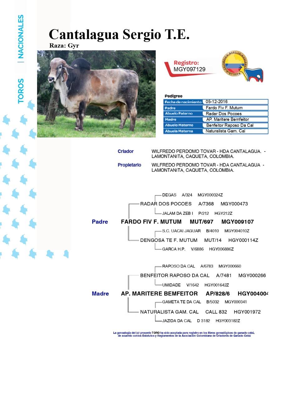SERGIO — MGY097129